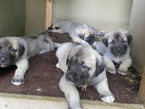 Chiots de race Berger d'Anatolie à vendre (5 femelles & 5 mâles)
