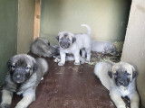 Chiots de race Berger d'Anatolie à vendre (5 femelles & 5 mâles)