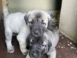 Chiots de race Berger d'Anatolie à vendre (5 femelles & 5 mâles)