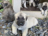 Chiots de race Berger d'Anatolie à vendre (5 femelles & 5 mâles)