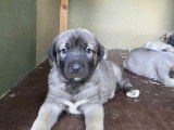 Chiots de race Berger d'Anatolie à vendre (5 femelles & 5 mâles)