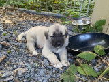 Chiots de race Berger d'Anatolie à vendre (5 femelles & 5 mâles)