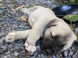 Chiots de race Berger d'Anatolie à vendre (5 femelles & 5 mâles)
