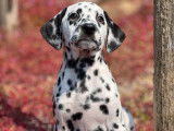 Des chiots Dalmatiens LOF noir et blanc à vendre