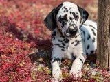 Des chiots Dalmatiens LOF noir et blanc à vendre