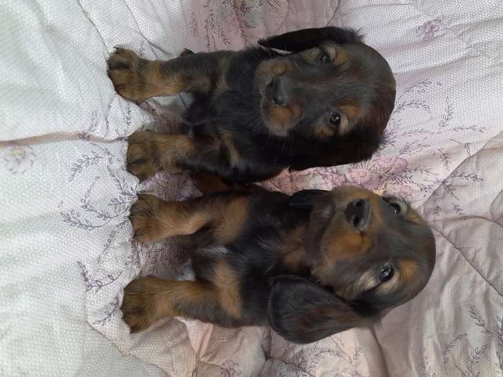 Deux chiots Teckels mâles fauve charbonné LOF à réserver