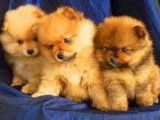 Trois chiots Loulous de Pom&eacute;ranie LOF &agrave; r&eacute;server