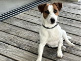 Mâle Jack Russel LOF disponible pour saillie
