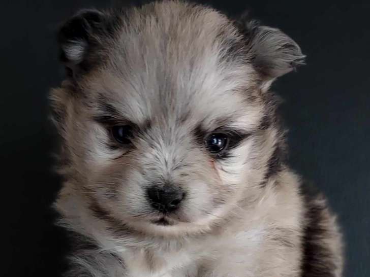 Superbes Spitz de petite taille à vendre