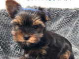 Deux chiots mâles Yorkshire Terriers LOF disponibles à la vente
