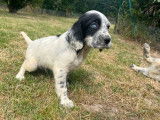 Chiot mâle Setter Anglais non LOF à vendre