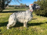 Chiot mâle Setter Anglais non LOF à vendre