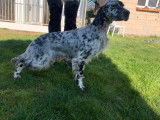 Chiot mâle Setter Anglais non LOF à vendre