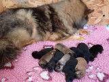 Chiots Eurasier LOF à vendre