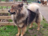Chiots Eurasier LOF à vendre