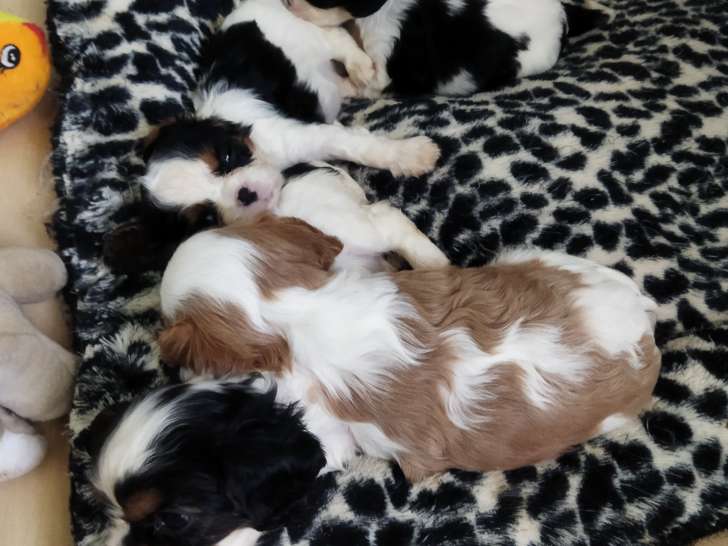 Chiots Cavalier King Charles à vendre