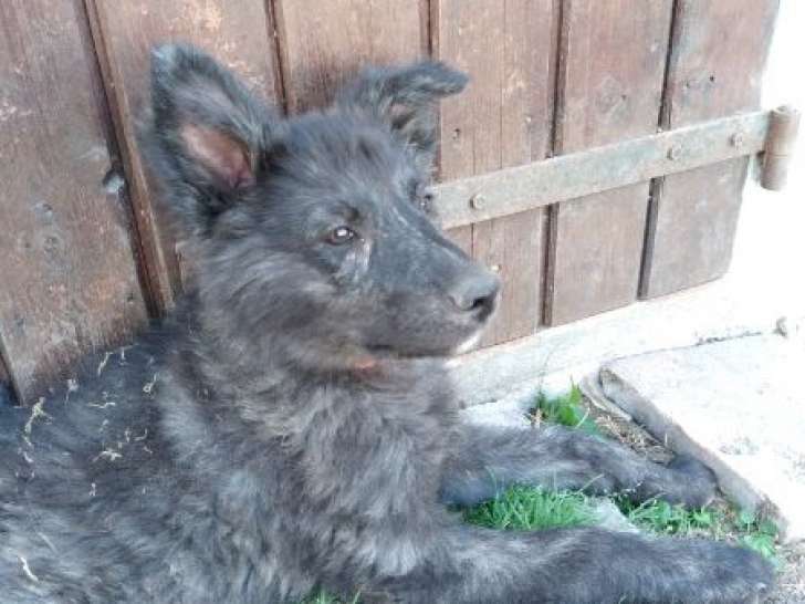 Chiots Berger Hollandais LOF  à poil long à vendre