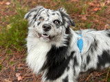 Berger Australien bleu merle disponible pour saillie