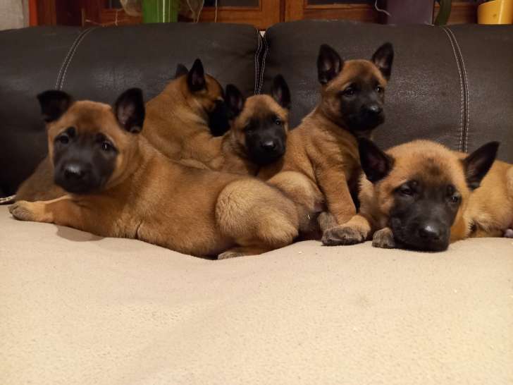 Superbes chiots Malinois à vendre