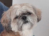 De type Shih Tzu disponible pour saillie