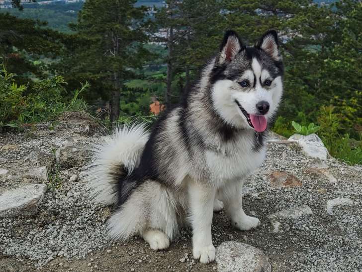 Male Pomsky F3 disponible pour saillie