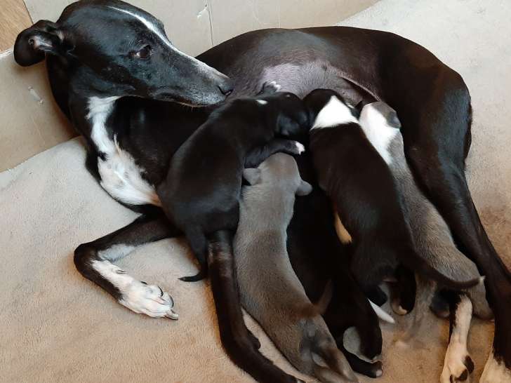 Chiots lévriers Whippets à réserver