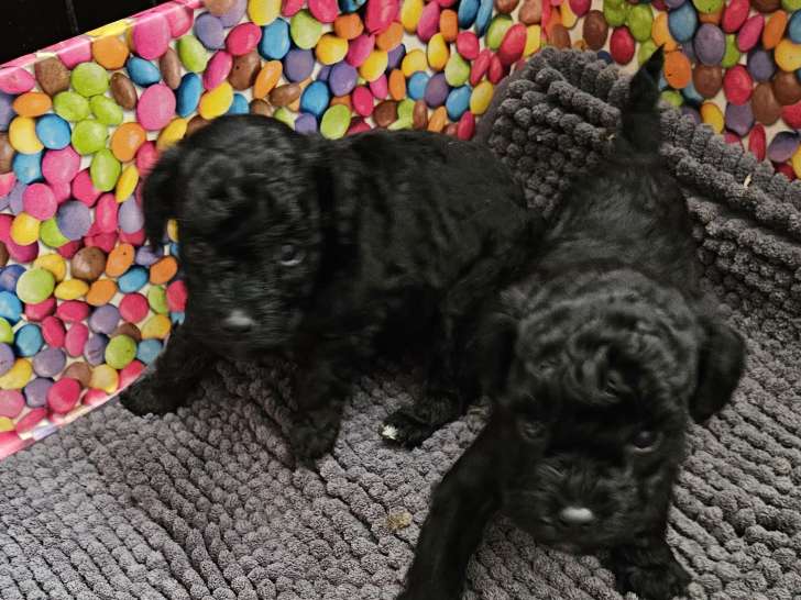 Caniche Toys Bicolore et noire et feux disponible