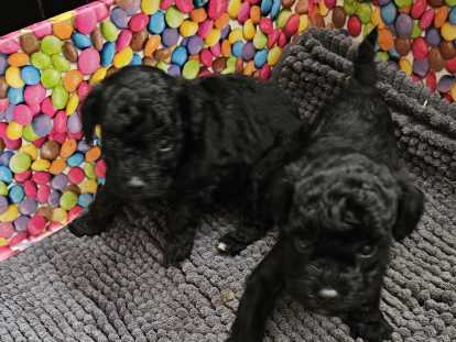 Caniche Toys Bicolore et noire et feux disponible