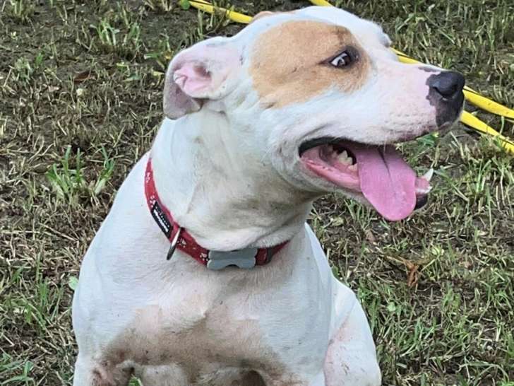 Nibby, 3 ans et demi, Amstaff à adopter