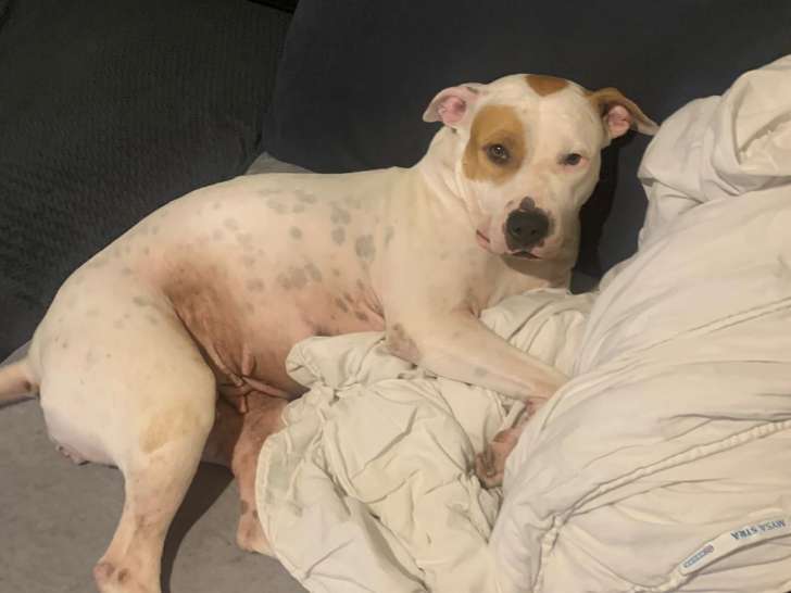 Nibby, 4 ans et demi, Amstaff à adopter