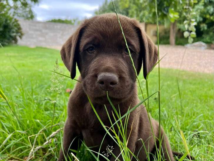 Adorables chiots Labradors LOF à vendre