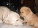 Golden Retriever chiots disponibles