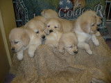 Golden Retriever chiots disponibles