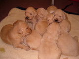 Golden Retriever chiots disponibles