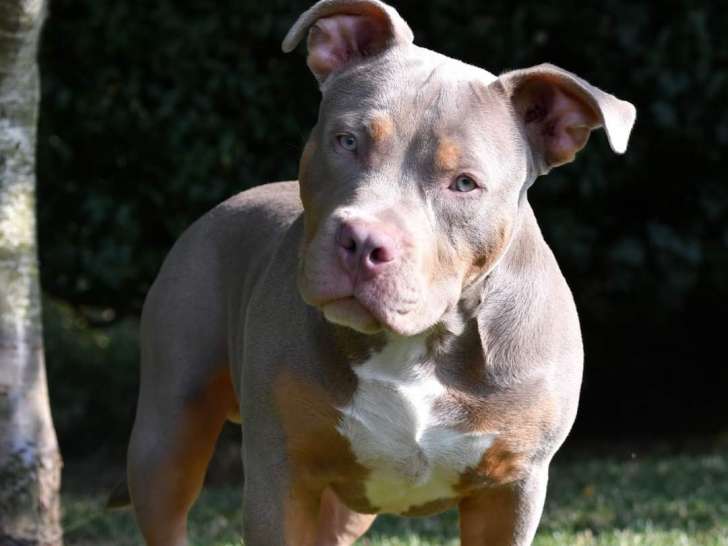 Chiot mâle American Bully standard à vendre Petite Annonce chien