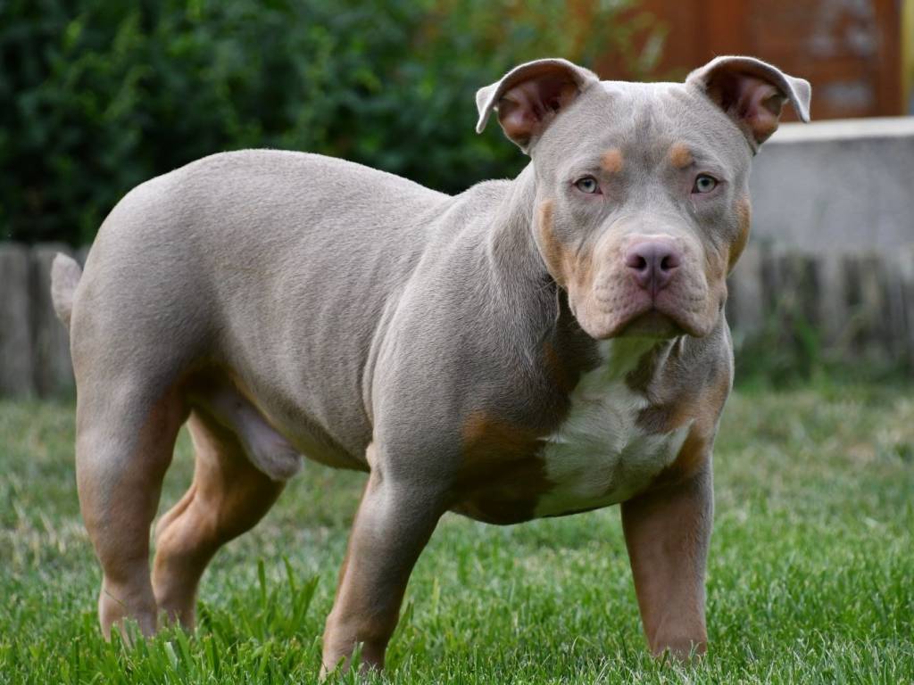 Chiot mâle American Bully standard à vendre Petite Annonce chien