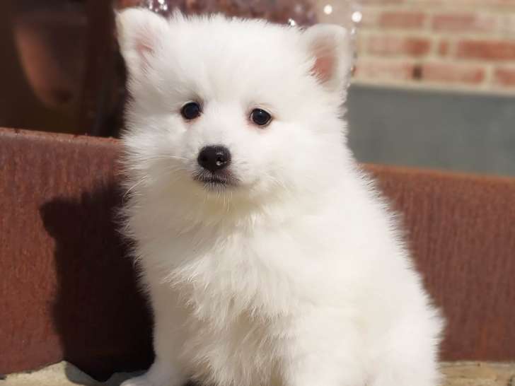 Chiots Spitz Japonais à vendre