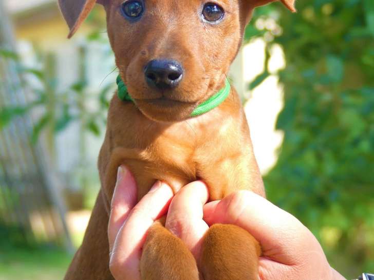 Chiot Pinscher Nain inscrit au LOF à vendre