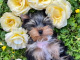 Chiots Yorkshire Terrier LOF à vendre