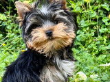 Chiots Yorkshire Terrier LOF à vendre