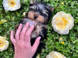 Chiots Yorkshire Terrier LOF à vendre
