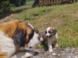 Chiots Saint-Bernard LOF à vendre