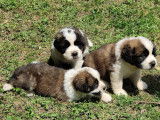 Chiots Saint-Bernard LOF à vendre