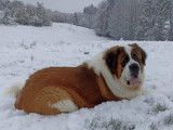 Chiots Saint-Bernard LOF à vendre