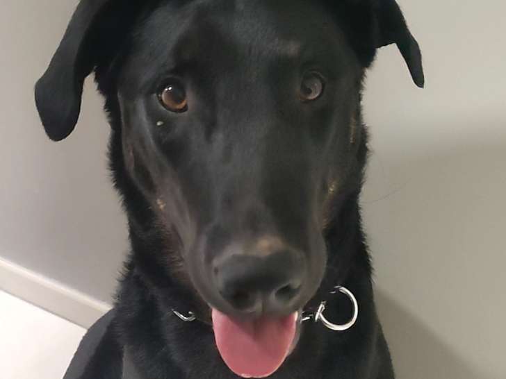Femelle Beauceron LOF à vendre