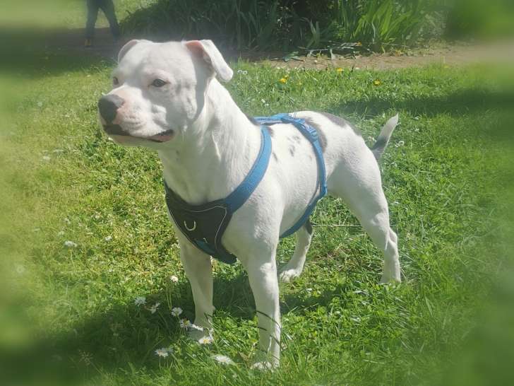 Mâle Staffordshire Bull Terrier disponible pour saillie
