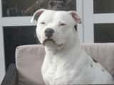 Mâle Staffordshire Bull Terrier disponible pour saillie
