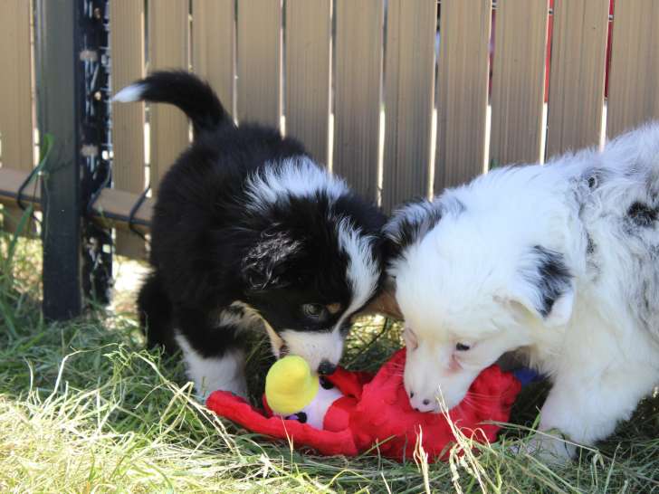 Chiots Berger Americain Miniature disponibles tout de suite