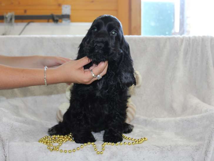 Femelle Cocker noire à vendre