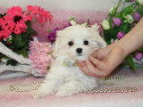 Chiots de race Bichon Maltais à vendre (1 femelle & 3 mâles)